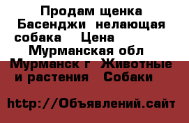 Продам щенка Басенджи (нелающая собака) › Цена ­ 30 000 - Мурманская обл., Мурманск г. Животные и растения » Собаки   